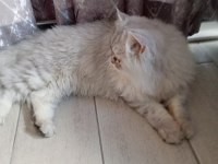 British longhair acil satılık kısırlaştırılmadı