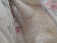 Veteriner kontrolünde teslim edilecek british shorthair