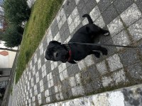 3 yaşında dişi alan koruması mükemmel cane corso