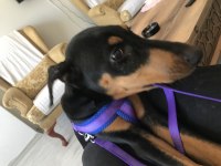 Dünyalar tatlısı 4 aylık doberman eğitime açık