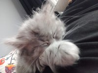 Oyuncul yavru british longhair