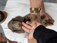 Sevimli Dachshund (Sosis Köpek) Yavrularımız