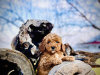 Tüy Dökmez Koku Yapmaz Toy Poodle Yavrular