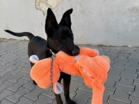 7 AYLIK DİŞİ BELÇİKA KURDU