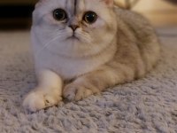 British shorthair prenses