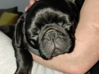 3 AYLIK SİYAH ERKEK PUG
