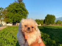 Bal Köpüğü ve Süt Beyazı Yavru Köpekler