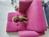 Toy poodle 1.5 Yaşında