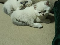 Blue point british shorthair