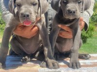 Irkının en iyisi cane corso yavrular kapıda ödeme mevcut