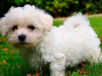 0 boy Maltese erkek yavru