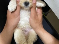 2 Aylık Maltipoo bütün malzemeleri ile birlikte