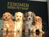 GERÇEK MALTİPOO YAVRULAR ANKARA MAĞAZAMIZDA GÖRÜN