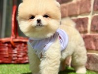 Sevimli Pomeranian Boo Yavrularımız