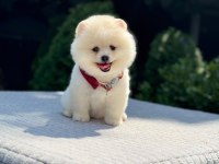 En tatlı Pomeranian Boo
