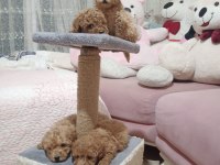 50 günlük toy poodle ler