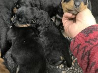 Şuan rottweiler yavrular 14 günlük 26-12-2024 doğumlu