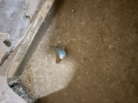 3 aylık dişi rainbow muhabbet kuşu üreticiden dileyene uçar