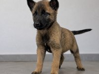 Belçika Malinois Yavruları Sağlıklı Safkan