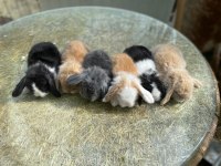 Hollanda Lop Tavşan Yavruları Her Yere Gönderim