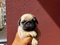 Hamburger Surat Pug Mops