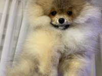 Pomeranian boo yavrularım