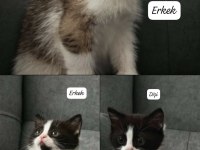 ANNE BRİTİSH BLUE POİNT BABA SOKAK KEDİSİ 3 YAVRU