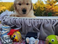 Baby face safkan golden retriever yavruları