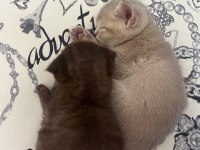 Scottish fold 4 yavru