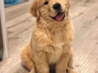 Arkadaş canlısı golden retriever yavrular