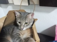 8 aylık tekir ücretsiz