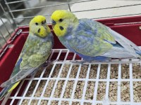 RAINBOW ÜST VASIF MUHABBET TAKIMLAR AÇIKLAMAYI OKUYUN