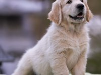 Golden retriever bebekler sağlık ve ırk garantili teslim