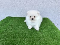 POMERANİAN BOO KÖPEKLERİ