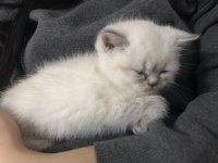 British shorthair yavru kediler