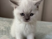 Yavru British Shorthair