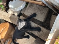 Presa Canario Köpeği