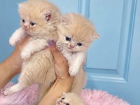 Çok Nadir Mavi Gözlü Golden British Shorthair Yavrular