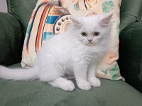 British longhair