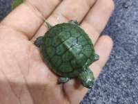 Sağlıklı su kaplumbağası
