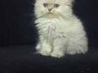 British longhair 2 aylık kedimiz