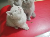 Safkan yavrular british shorthair