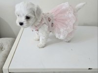 Maltese terrier minik bebekler