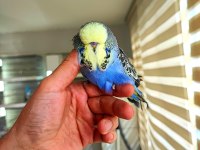 ÜST VASIF SHOW JUMBO YAVRU VE DAMIZLIK MUHABBET