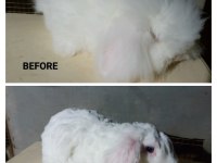 Tavşan ginepig melzemeler