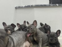 Saf kanlı french bulldog