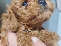 garantili kore kan poodle yavrular