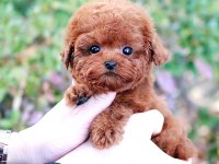 Toy Poodle Yavrularım