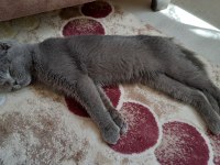 SCOTTISH FOLD BİR DİŞİ BİR ERKEK 6 AYLIK
