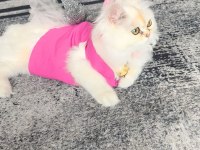 Sekiz Aylık Dişi British Longhair